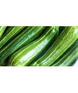 Cocozelle Zucchini Seeds 30 Seeds - €8,63 EUR