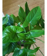 Emerald Gem - Syngonium Podophyllum - Arrowhead Vine Philodendron Plant - $6.44