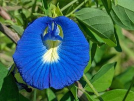 THJAR Clitoria ternatea | Single Blue Butterfly Pea | 10 Seeds - $52.87 MXN