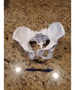 Female Pelvis Model, Human - Life Size, 3D Rendering - - €38,68 EUR