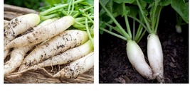 White Icicle Radish Seeds - Fresh Garden Seeds - Free Shipping - £14.38 GBP+