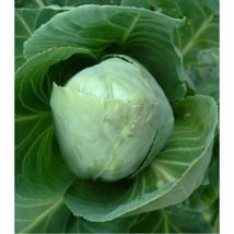 1,000 Seeds Cabbage Brunswick Garden Heirloom Vegetable - $7.00