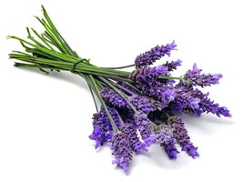 Ellagance Purple Lavender 20 Seed Blue Flower Fragrant USA Seeds Fast Shipping - $23.98