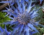 25 Seeds Blue Sea Holly Flower Plant Garden Plants - £4.77 GBP