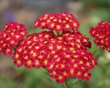 1000 Seeds  Red Yarrow Flower Seed Milfoil Perennial Native Wildflower M... - £7.22 GBP