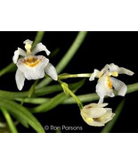 HINTONELLA MEXICANA MINIATURE ORCHID MOUNTED - £38.53 GBP
