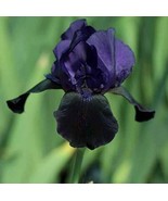 Black Tall Bearded Flag Iris Perennial Garden Flower Seeds Fresh Seeds - $14.90