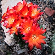 Grow Your Cactus Garden - 10 Matucana Seeds, Vibrant &amp; Rare Mix, Ideal for Plant - £7.47 GBP