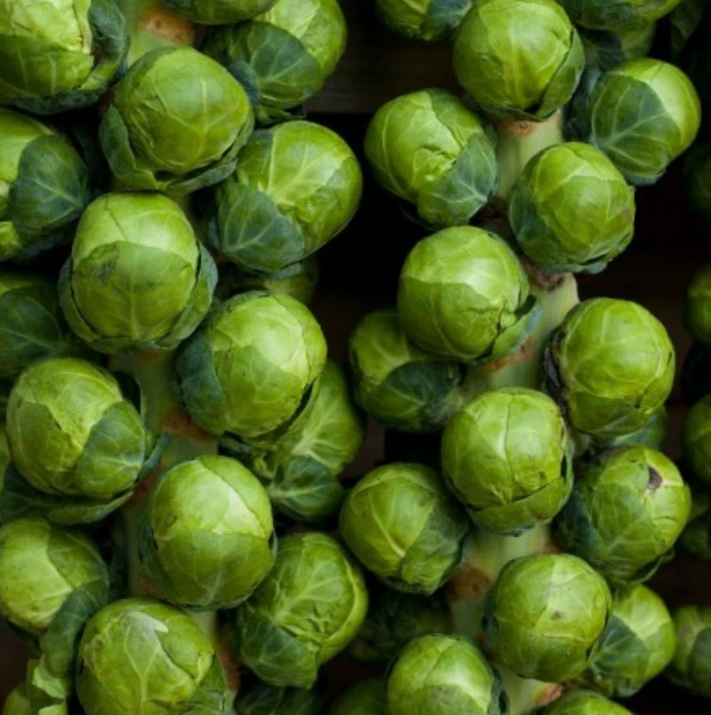 1000 + Catskill Brussel Sprouts Seeds Non GMO Vegetable Seeds (1,000 Seeds) - $13.74