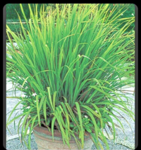 2 Lemongrass Stalks/Plugs - Live Organic Cymbopogon Plant,Rooted Lemon Grass - £9.48 GBP