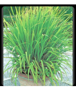 2 Lemongrass Stalks/Plugs - Live Organic Cymbopogon Plant,Rooted Lemon G... - £9.37 GBP