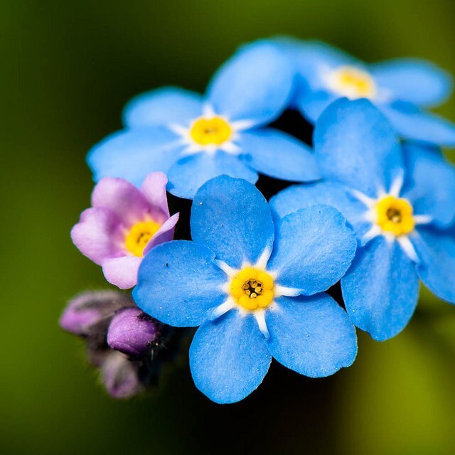 Forget me not flower seeds- 25 seeds - myosotis mix seeds- code 401 Item image 3