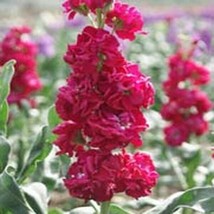 Berynita Store Stock Matthiola Incana Ten Week Crimson 50 Seeds - £7.47 GBP