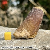 Spinosaurus Dinosaur Tooth Fossil - Genuine Specimen - Morocco Cretaceous - $48.87