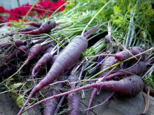 MBK 120 Seeds Carrot Cosmic Purple Groco* Fresh Garden - $8.79