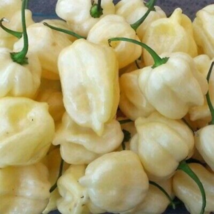 Heirloom White Hot Pepper - 20 Seeds - £4.92 GBP