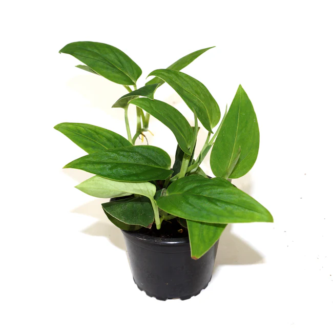 SGH Monstera Spruceana 3.5 Inch Pot USA Seller - $85.98