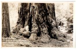 Zf-51 Giant Redwood Muir Woods National Monument California RPPC Postcard - £8.87 GBP