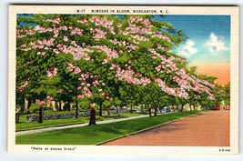 Mimosas Trees In Bloom Morganton North Carolina Postcard Linen Unused Vintage NC - £8.52 GBP