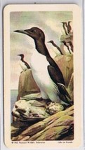 Brooke Bond Red Rose Tea Card #43 Common Murre Birds Of North America - $0.98