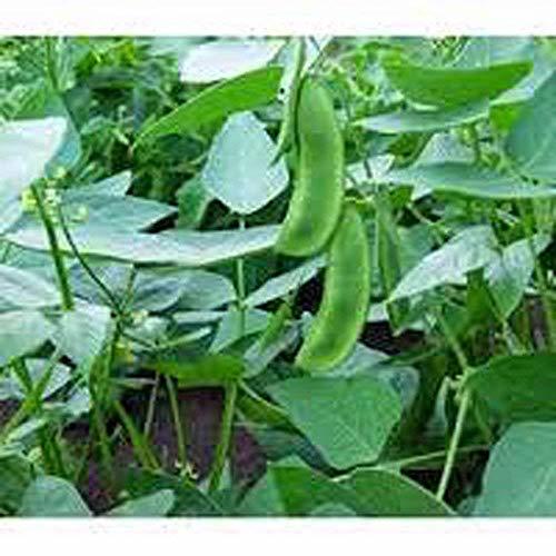 COOL BEANS n SPROUTS" Brand, Henderson Lima Bean Seeds. 16 Ounce A Garden Favor