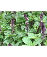 Cinnamon Basil Seeds Fast Delicious Herb Fresh Half Gram Fast US Shipping - $276.12 MXN