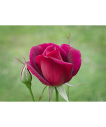 &quot;Mama&#39;s Rose,&quot; an A. Rose Designs note card - $6.95+