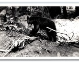 RPPC Native Bear Cub in Washington WA Ellis Photo 391 UNP Postcard R7 - £3.91 GBP