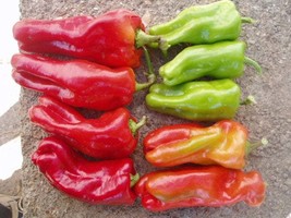 &#39;Cubanelle&#39; Pepper Green Red Orange Sweet Pepper, organic vegetables, 50 Seeds - £8.55 GBP