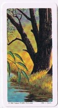 Brooke Bond Red Rose Tea Card #18 Willow Trees Of North America - $0.98