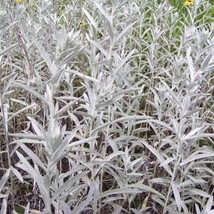 Artemesia Ludoviciana White Sage Silver Sage 100 Seeds Gardening USA SELLER - £7.49 GBP