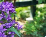 Giant Bellflower Campanula Latifolia Macrantha  50 Seeds - $8.99