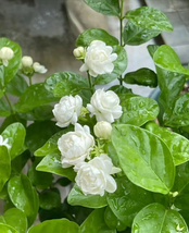 RUGG Tea-based beverages, Sensory Refreshment - $162.89 MXN