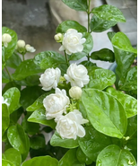 RUGG Tea-based beverages, Sensory Refreshment - $162.89 MXN