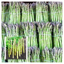 300 Seeds ASPARAGUS UC72 - Mary&#39;s Granddaughter - Organic - £23.41 GBP