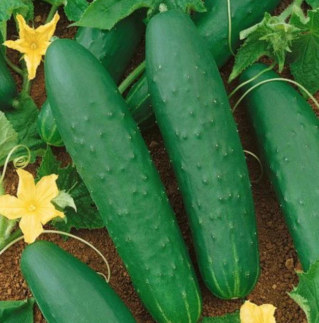100+ Double Yield Cucumber Seeds ----------------- Heirloom - Organic - ... - $6.85