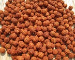 1100 pc Loose Rudraksha Seeds Beads Nepal Origin, Natural 5 Mukhi 8 mm F... - £50.91 GBP