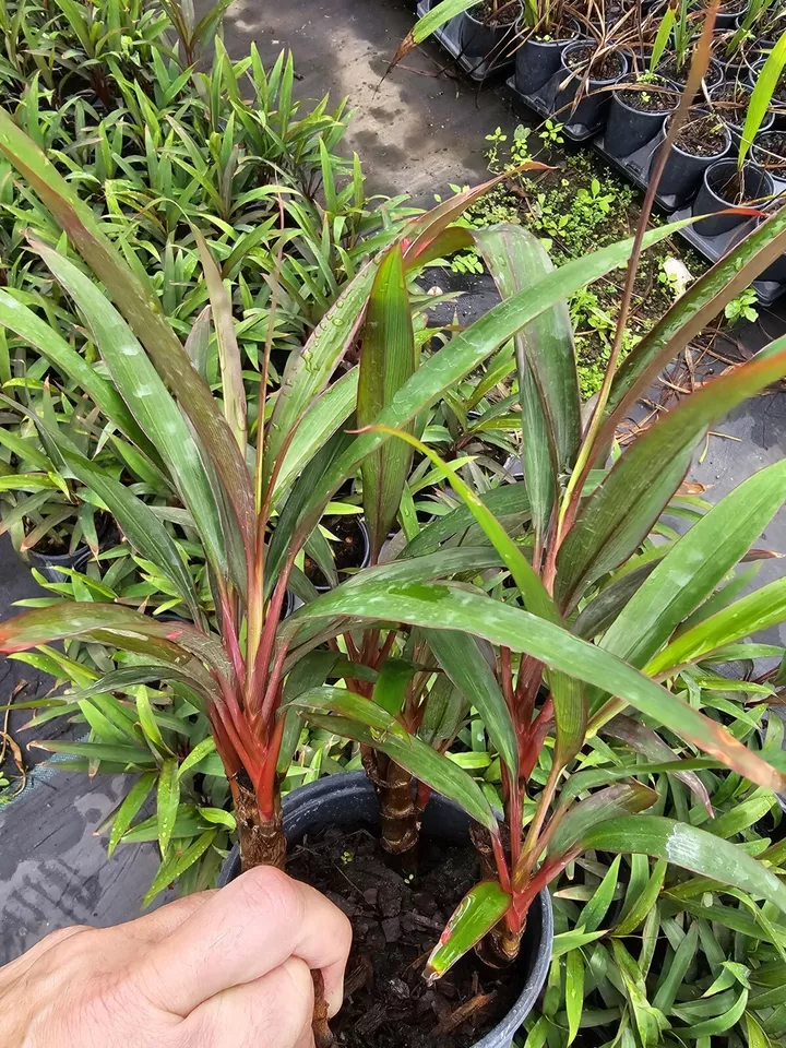 Tropical Cordyline Red Sister live plant 7 to 10 Tall 3 Rooted Plants - $18.99