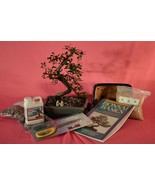 BONSAI TREE, DELUXE STARTER KITS WITH 10 YEARS OLD CHINESE ELM. - £63.29 GBP