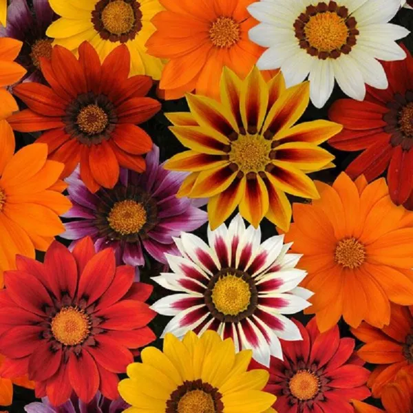 50 Gazania Seeds New Day Sunny Side Up Mix Flower Seeds - £9.48 GBP