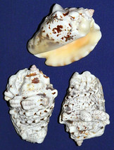 sea shell silverlip strombus 4 pounds crafts aquarium nautical apr 3 inc... - $19.00