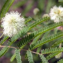 Feather Tree Lysiloma Thornberi Amazing Desert Fern Drought Tolerant Showy Bloom - $10.00