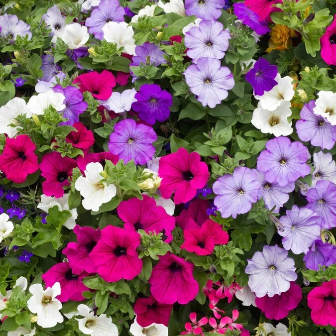 PETUNIA SEEDS 2000+ DWARF MIX variety ANNUAL flower GARDEN bees - $3.87