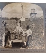Men w Baskets Harvesting Indian River Pineapples Florida Keystone Stereo... - $54.45 MXN