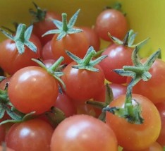 SEPTH Florida Everglades Cherry Tomato | 15- Seeds | Solanum Pimpinellifolium |  - £3.22 GBP