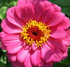 50 pcs Zinnia Flower Seeds Giant Pink, Red, Purple Yellow Colorful Mix - £7.07 GBP