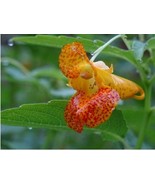 50 Seeds Jewelweed Impatiens Capensis Native for Hummingbirds - $13.79