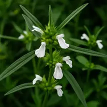 5 Thumbai Leucas Aspera Plant Seeds - $13.95