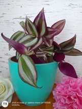 Wondering Jew Live Plant, Purple Heart plant CUTTING, LIVE PLANT - £11.07 GBP