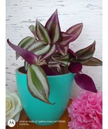 Wondering Jew Live Plant, Purple Heart plant CUTTING, LIVE PLANT - £11.10 GBP
